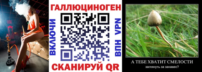 купить наркотик  Оса  Галлюциногенные грибы GOLDEN TEACHER 